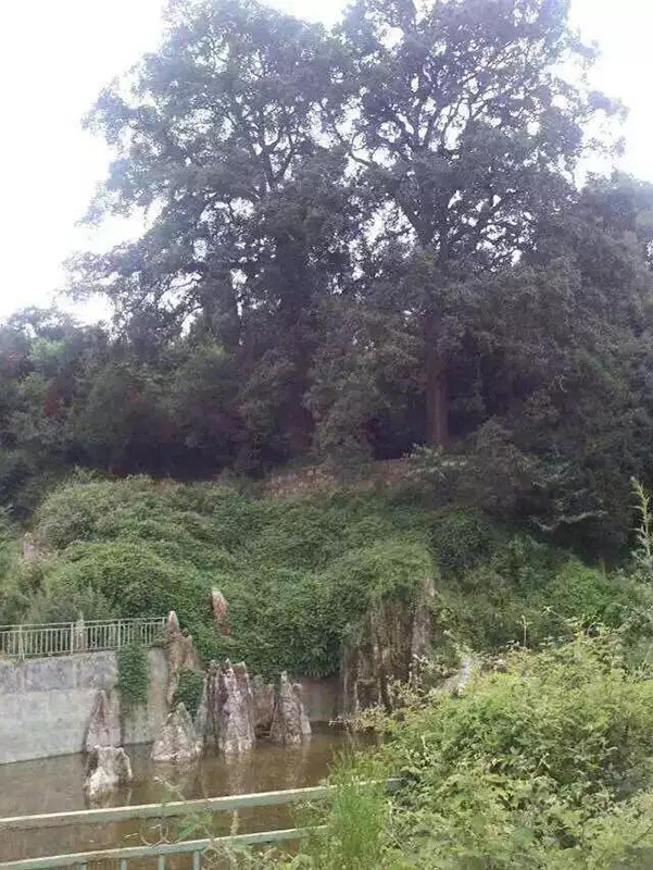 1594531845712511.jpg 5.333.jpg