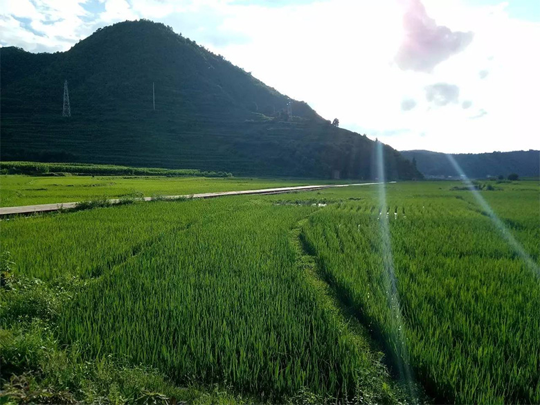 1599565272874466.jpg p2.jpg