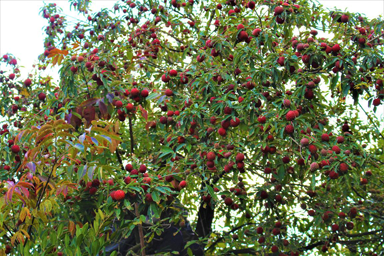 1610184800599807.png image.png