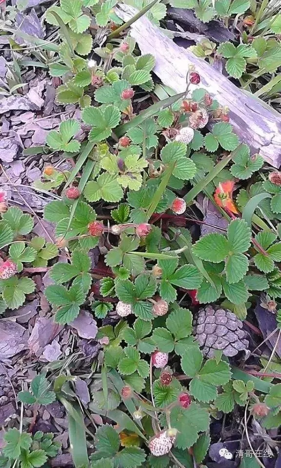 1626404773233556.png image.png