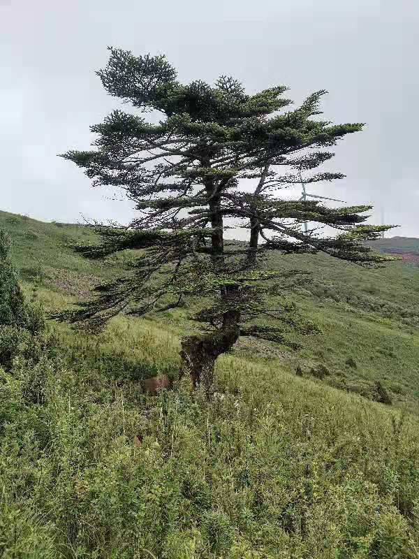 1627199581404280.png image.png