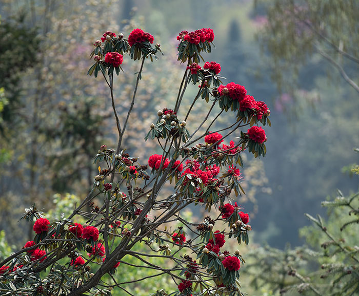 1686491498404806.jpg DSC_8166.jpg