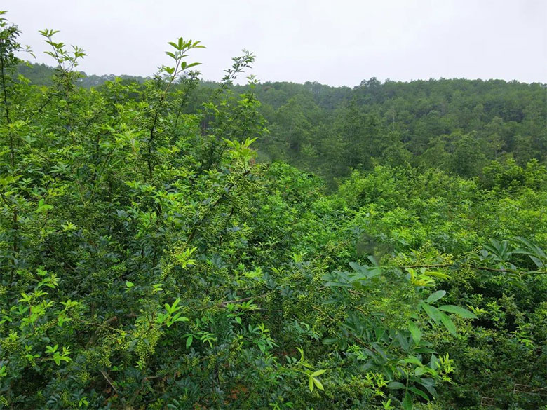 1690888666993708.jpg huajiaoshu2.jpg