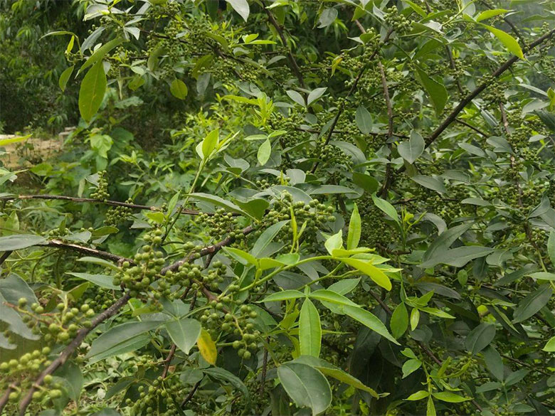 1690888677574910.jpg huajiaod3.jpg