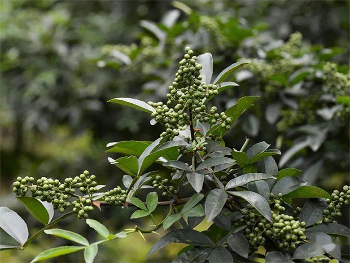 1691147890128515.jpg huajiao.jpg