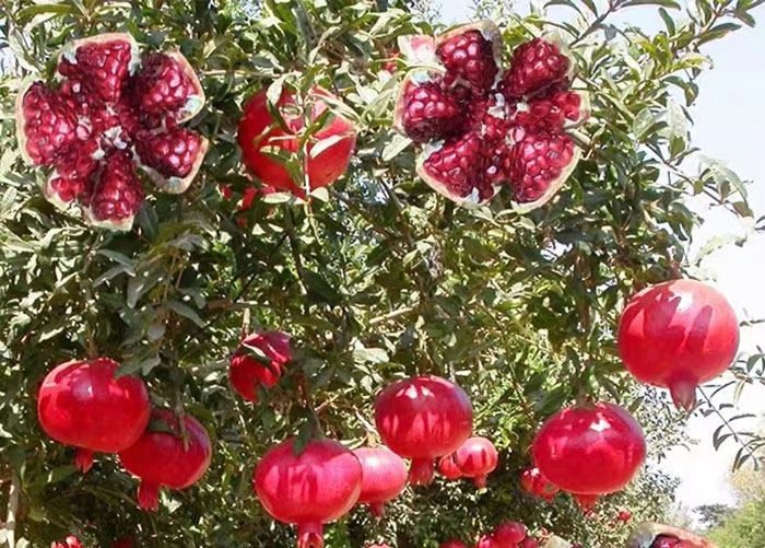 1691239476244729.jpg 20230805003007.jpg