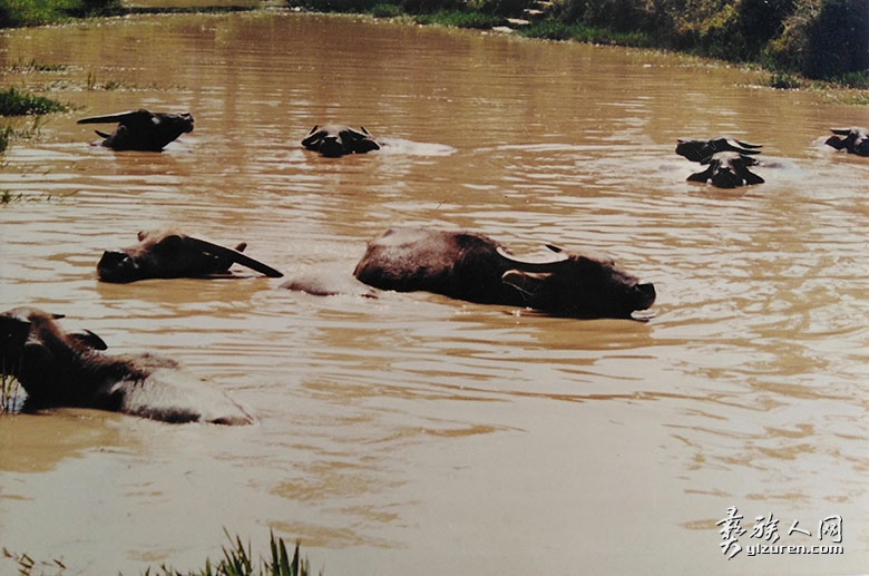 1699623095944202.jpg shuiniu.jpg