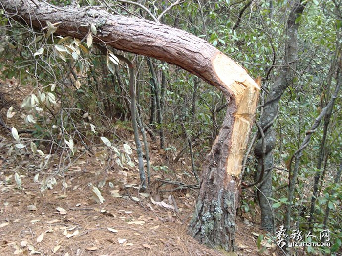 1712578383648225.jpg mkj.jpg