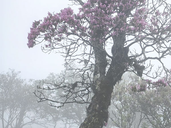 1718319992175600.jpg shan1.jpg