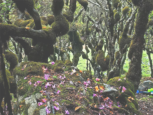 1718320003945689.jpg shan2.jpg