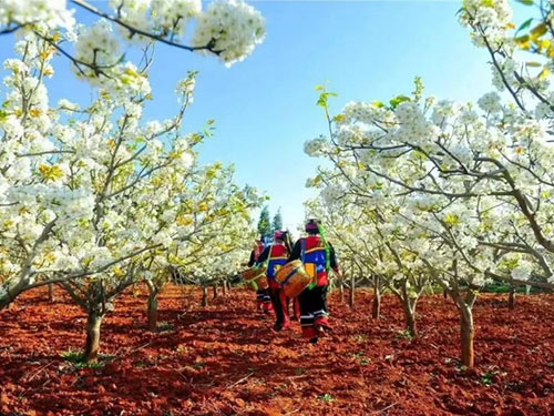 高洪春:驿路梨花广西府酸甜满口醉阿庐
