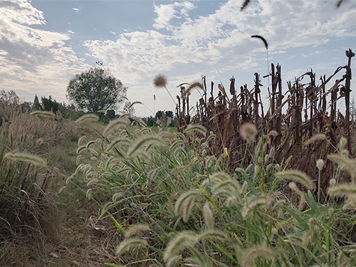 接受视域下的彝语诗学与汉语诗学比较