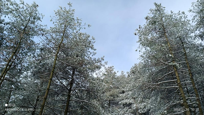 1736669339749227.jpg image003.jpg