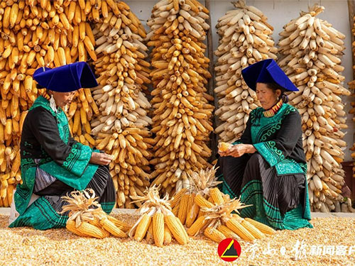 清代以来玉米在凉山彝族地区的传播与利用探索