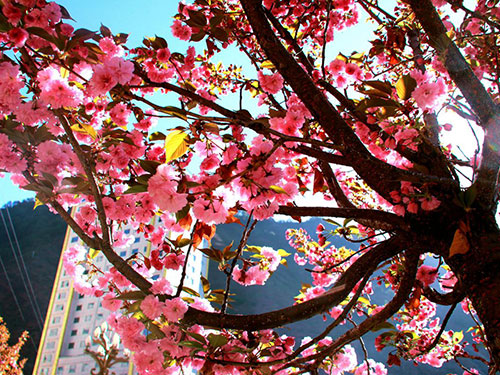 沙马鲁石:呷尔河畔赏樱花