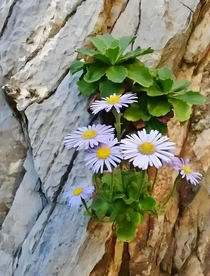 1753839705645187.jpg 88c4f2.jpg