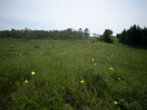 沙马鲁石|牧场的早晨 (散文)