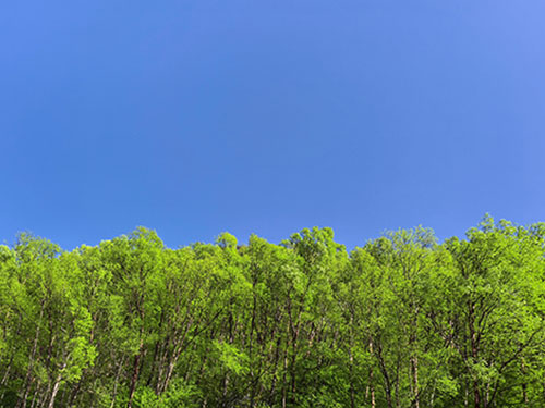 阿比次土:我有一片森林(外四首)