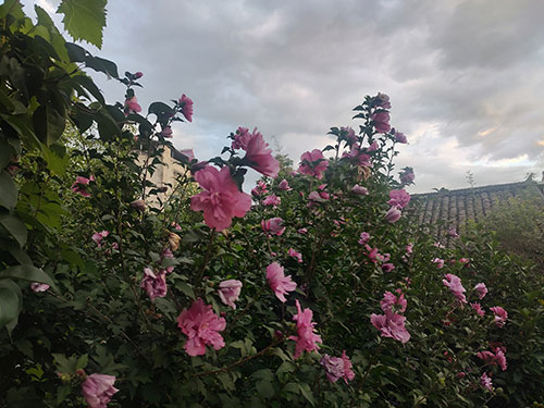 杨正毅|回不去的彝乡情