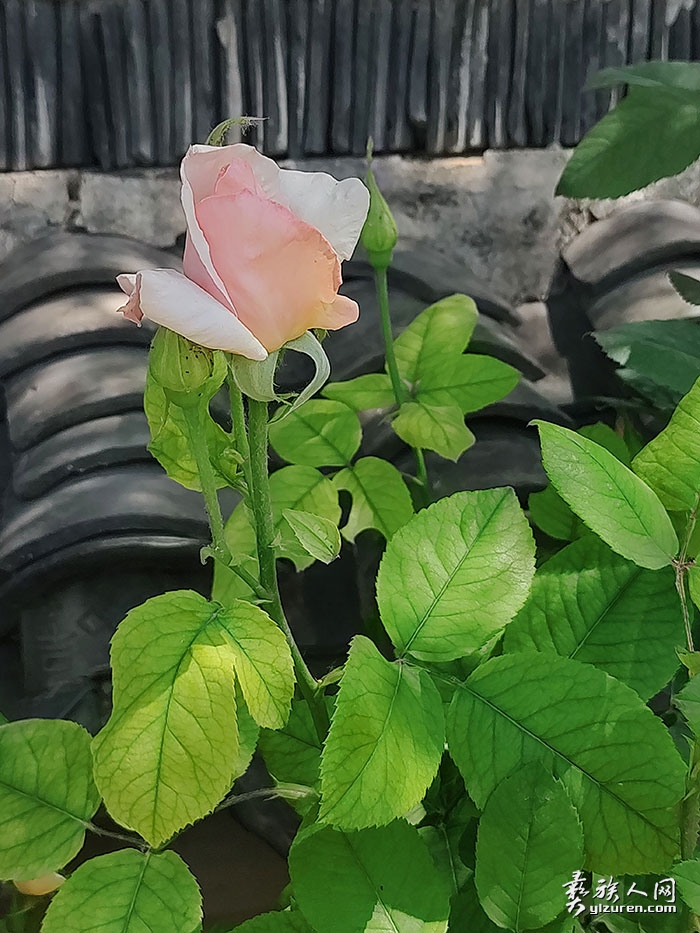 1755647736530477.jpg 20241202120854.jpg