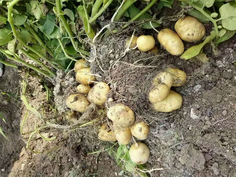 1756565660199894.jpg datuduou2.jpg