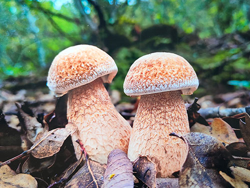 普金华|视觉的盛宴——楚雄州“菌影南华·生态秘境”摄影作品展在南华开展