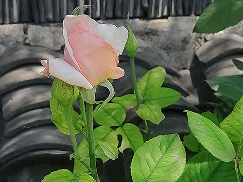 黄发能丨生命因健康而美丽