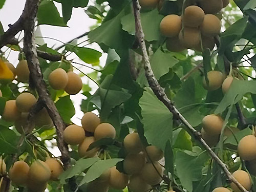 卞育能|动听的歌唱——致第41个教师节