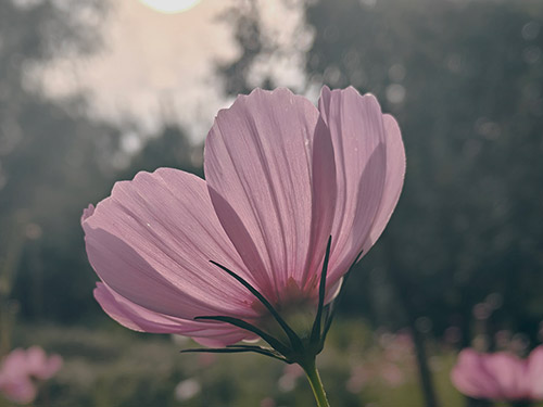 黄发能丨退场的诗篇:致一位女同事的退休礼赞