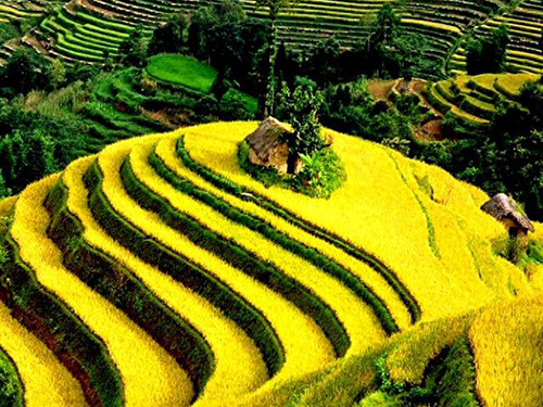 粮食安全 山河无恙——第45个世界粮食日礼赞