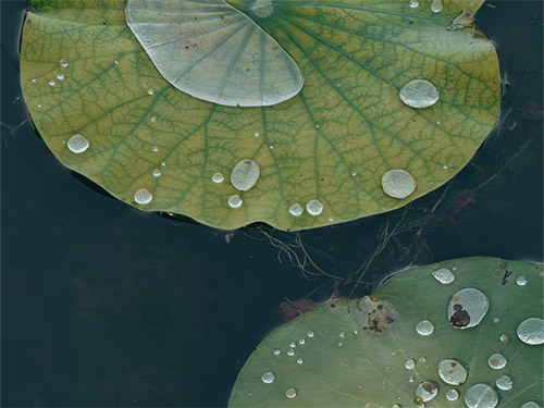 石查优红|露珠之外(诗五首)