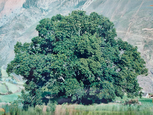 普金华|我们村中的老米果树