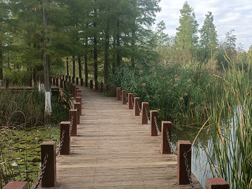 黄发能丨浮生若庭