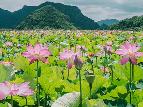 普者黑:十里荷色绘就的夏日梦幻