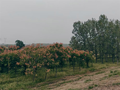 杨亚|走出自我(外1篇)