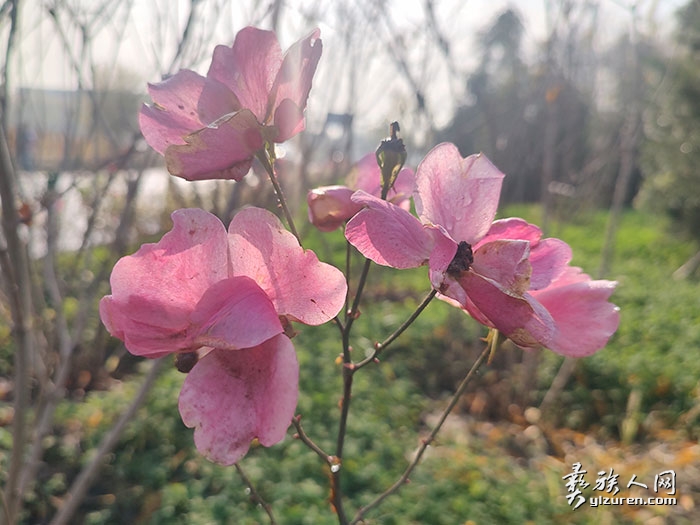 1763385246434761.jpg 202412021204551.jpg