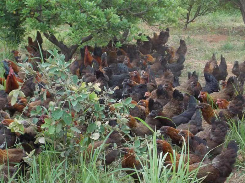 1763388819807816.jpg wuding3.jpg