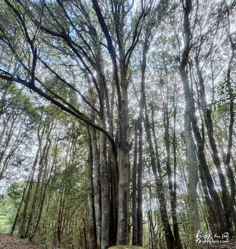 1764041513393202.jpg dashu1.jpg