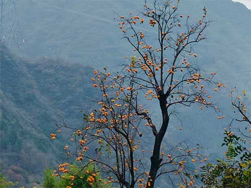 卞育能|亲近乡村(组诗)