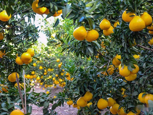 “金果”红火日子甜——云南武定县小水果成为大产业