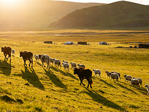 胡军|童年迁徙记