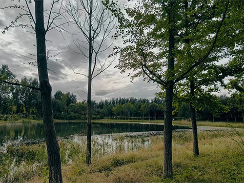 卞育能|徜徉于两旗湿地(外一首)