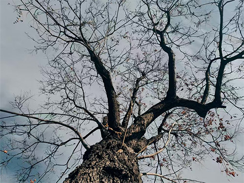 胡德明|康巴彝人流着阿普笃慕身上的血