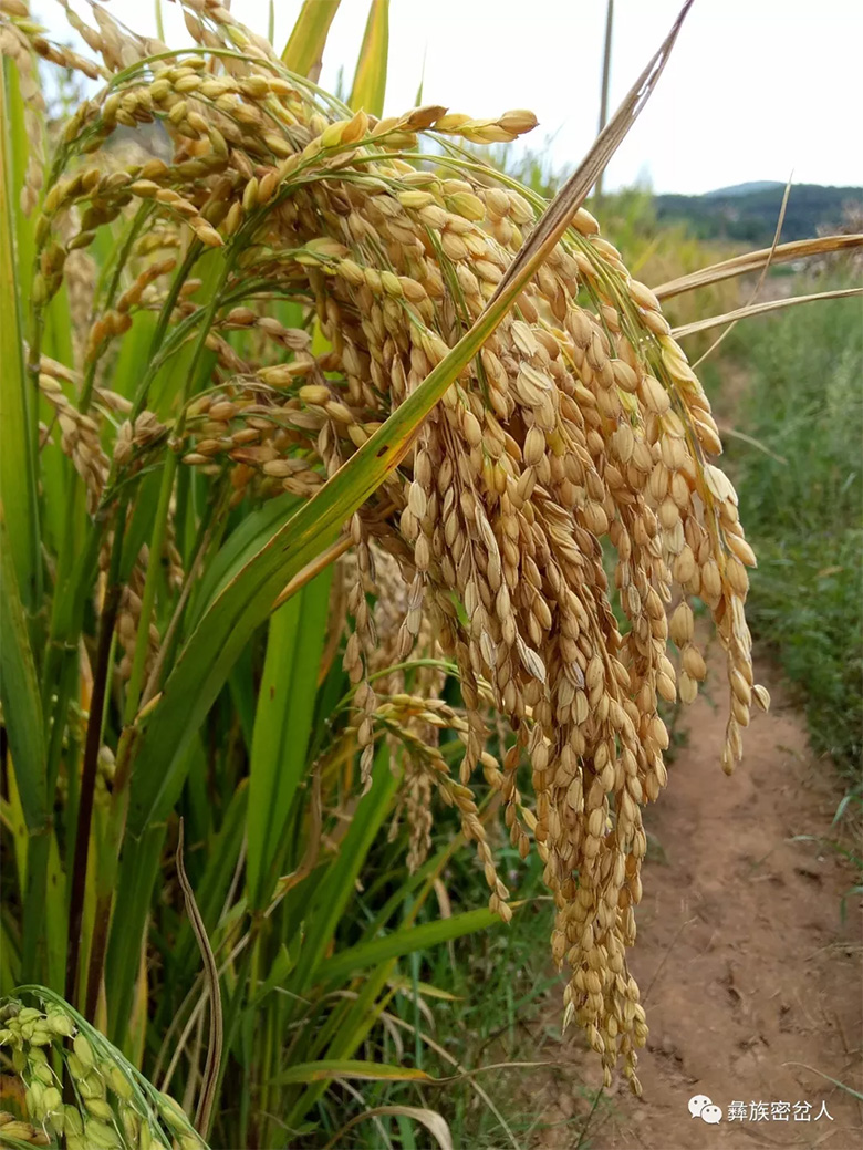 彝族密岔支系的“虫秧会”——六月六