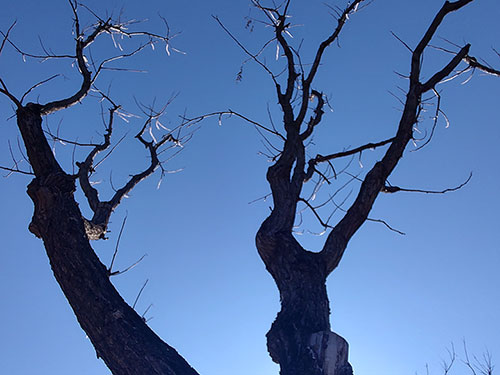 阿库乌雾｜鸦语之书（散文诗）