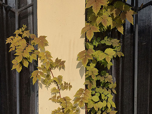 摩瑟西洛｜万格山之夜（外二首）