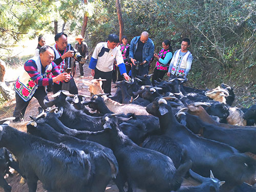 普显宏：人羊同年