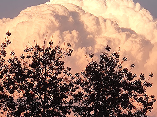 沙古伟尔：遗嘱