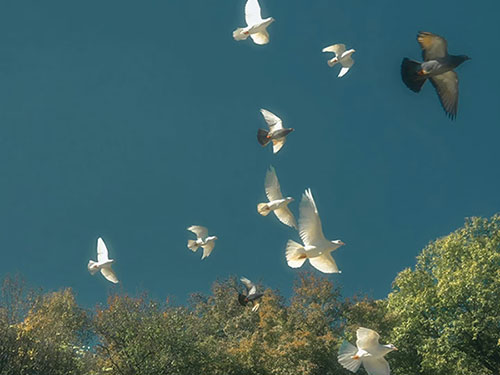 阿兰：自由的灵魂