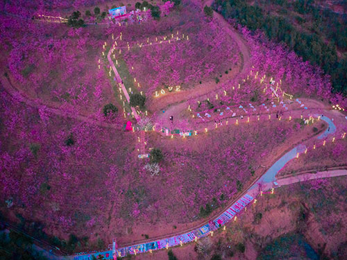 普金华：南华德茂庄园——樱花盛开的村庄